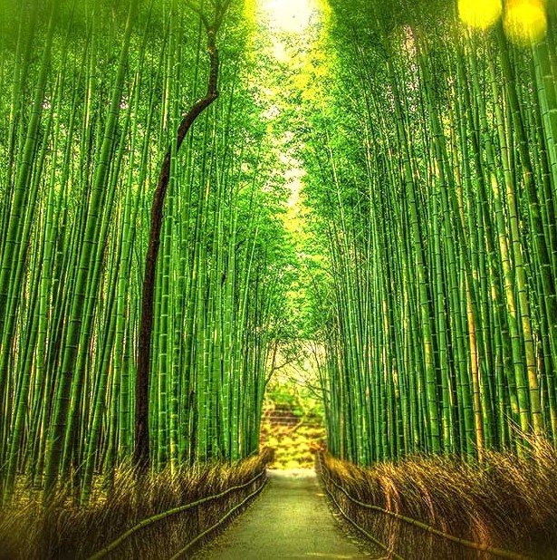 Nurten Tosun-Bambu 100925.jpg